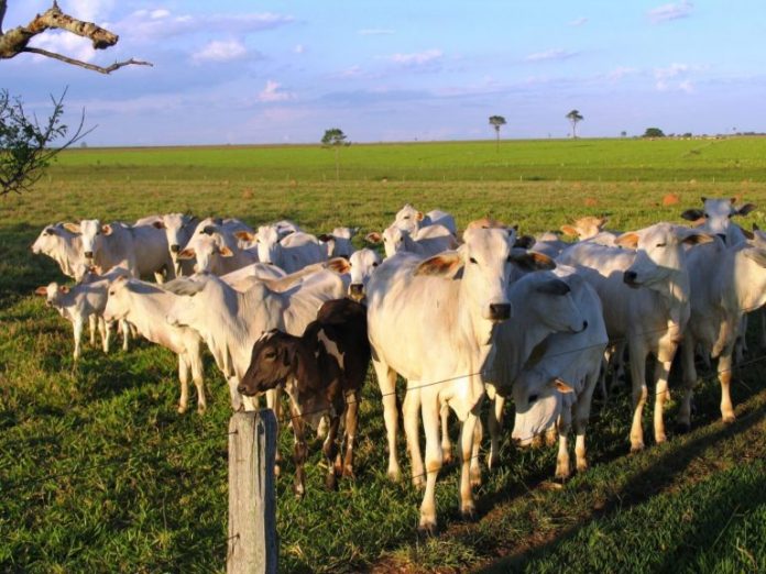 vacas-brasil